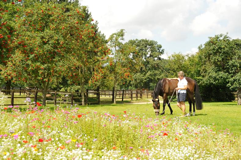 6 ha Weiden in toller Umgebung